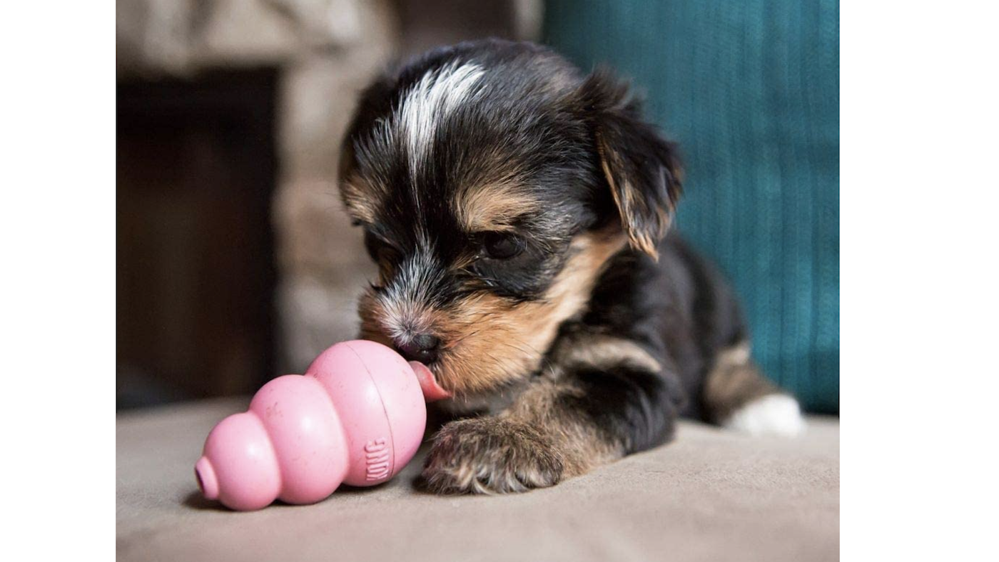 Teething toys for puppies