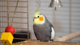 Bird sitting in cage