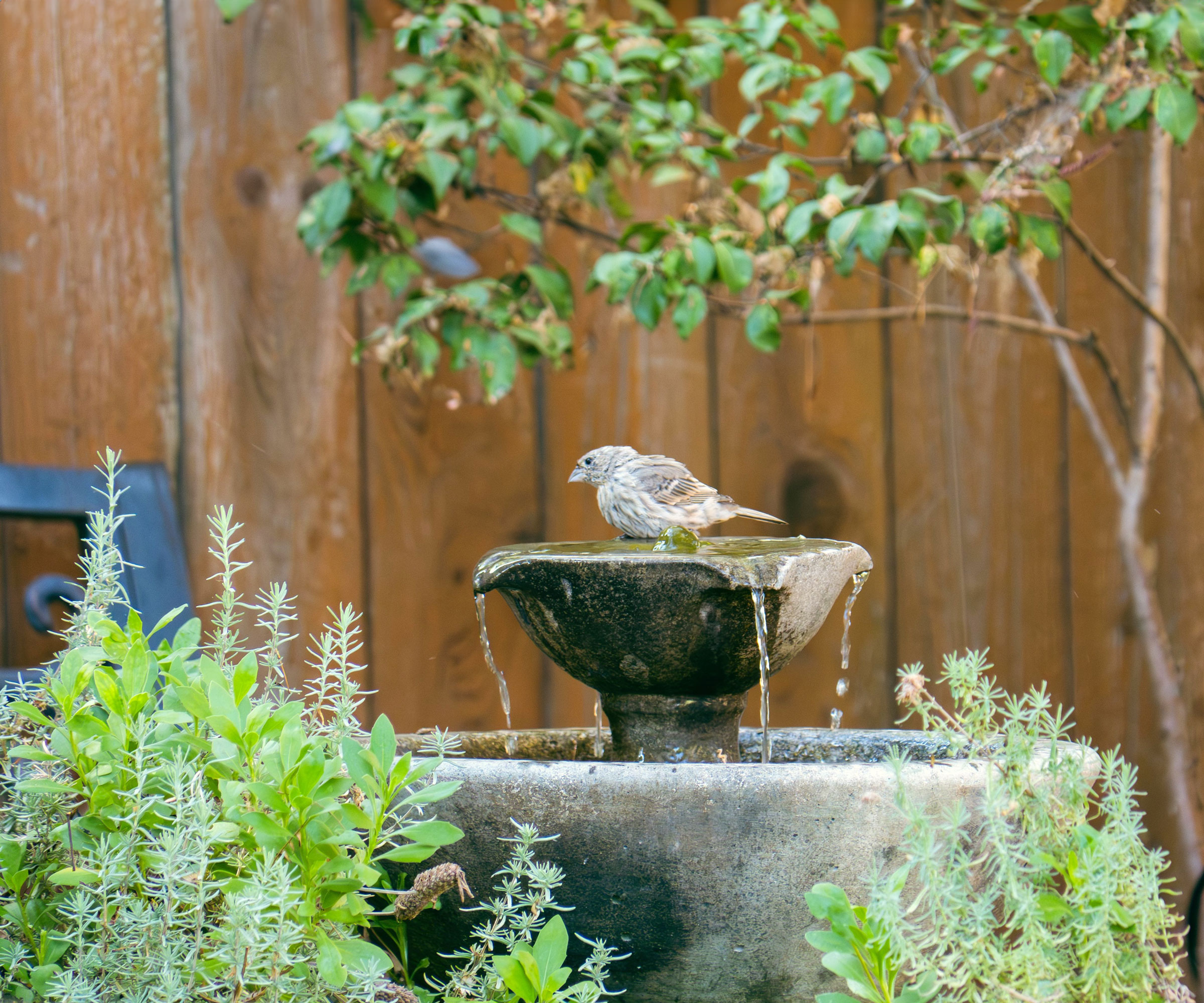 bird sitting in bird bath near waiting branch in tree