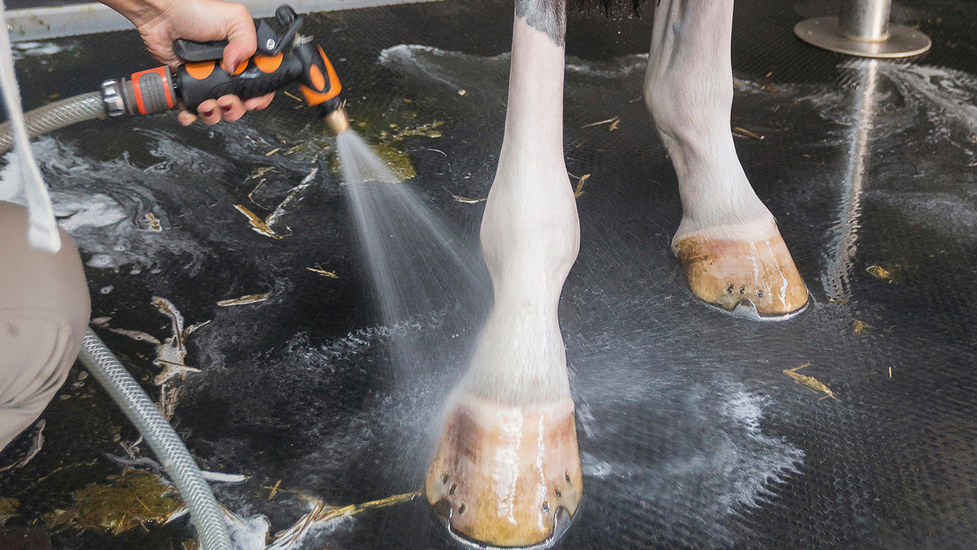 Domestic horse. Groom cleaning hooves with water and brush. Netherlands