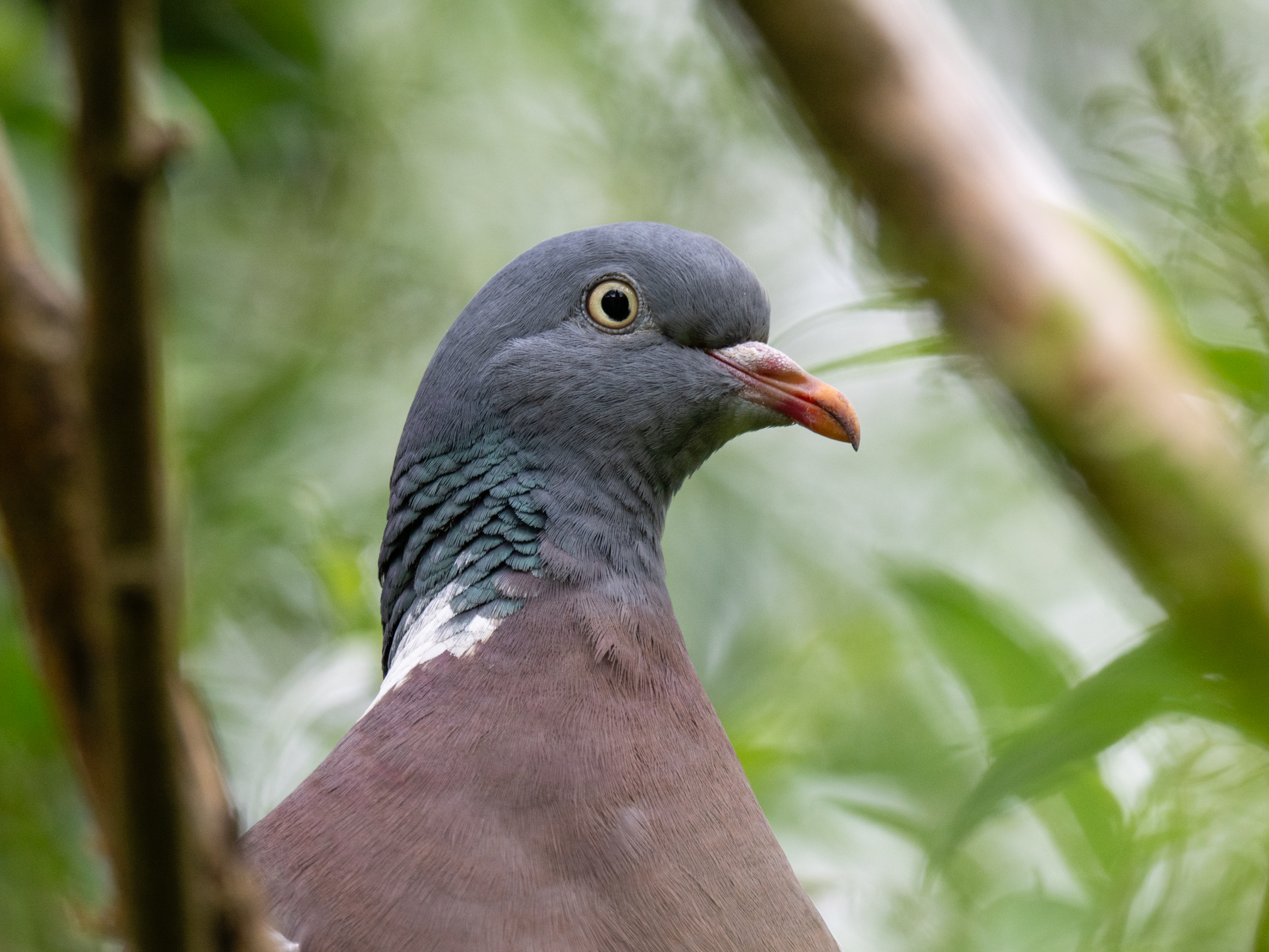 Photo of a pigeon taken with the OM System M.Zuiko Digital 150-600mm F5.0-6.3 IS