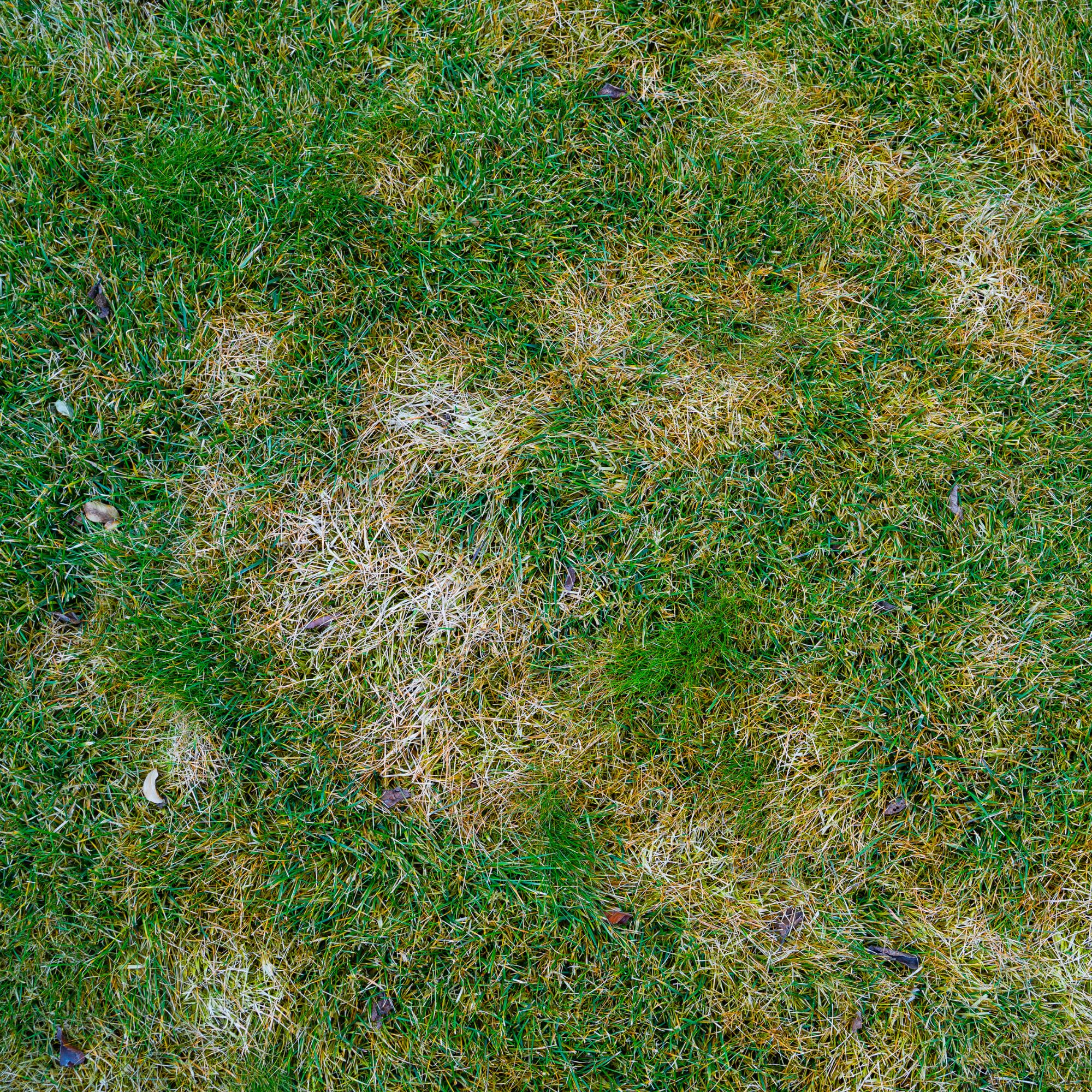 Dead patches on diseased lawn