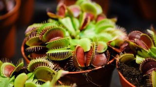 picture of venus fly trap