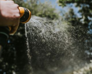 person spraying water from a garden hose