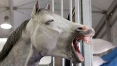 Alamy-P6C5JT_273156262_465358801.jpg