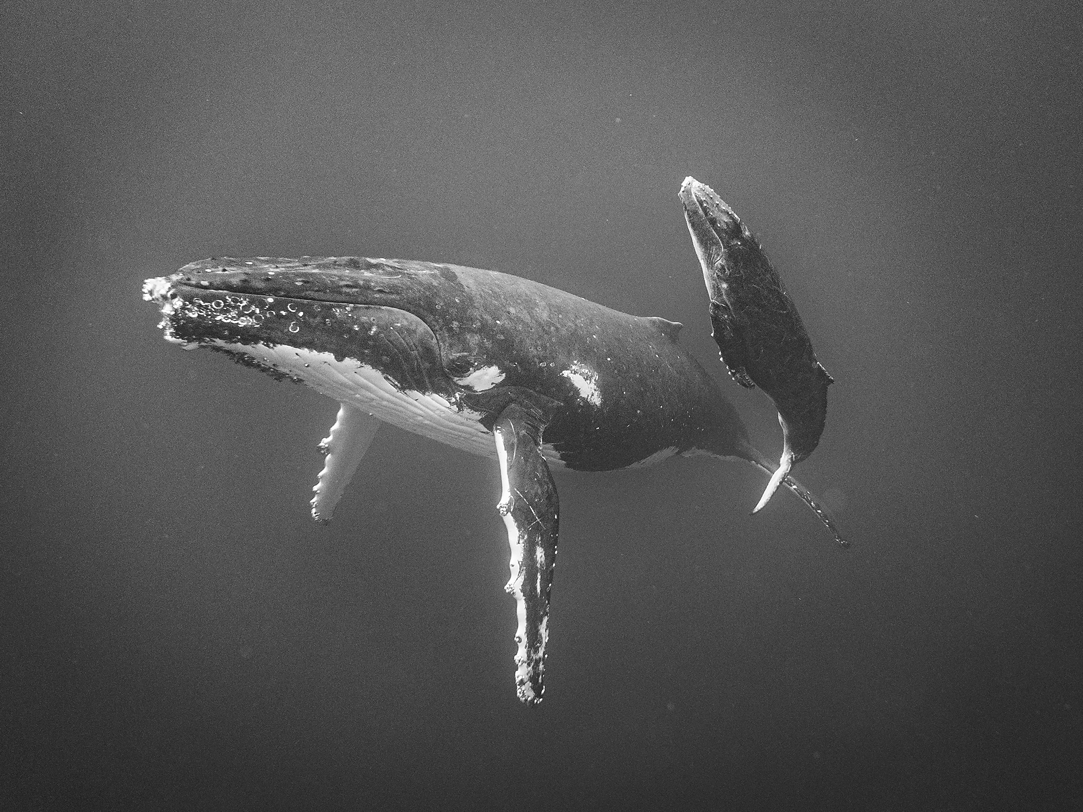 A majestic humpback whale swimming gracefully in deep water, captured in striking black and white