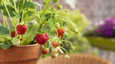 Ripe red strawberries growing in terracotta pots on a balcony