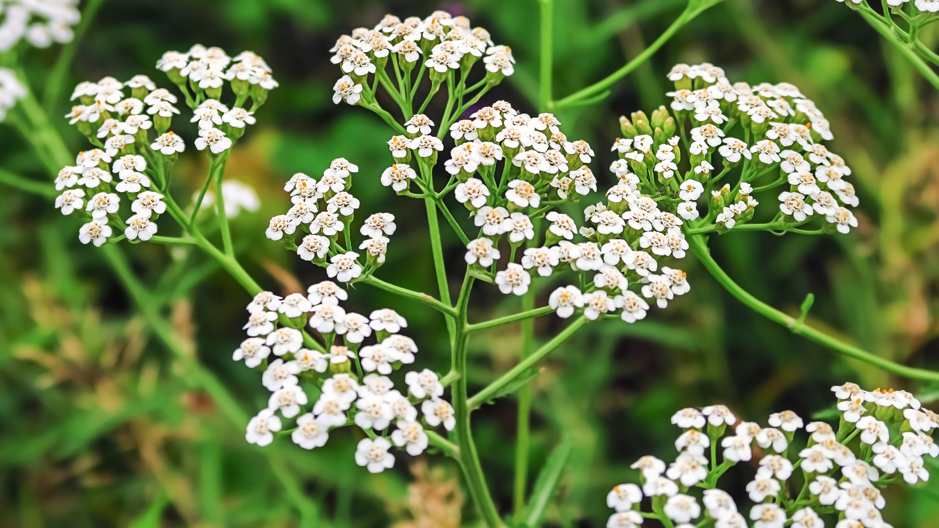 Achillea (Yarrow) growing in a garden