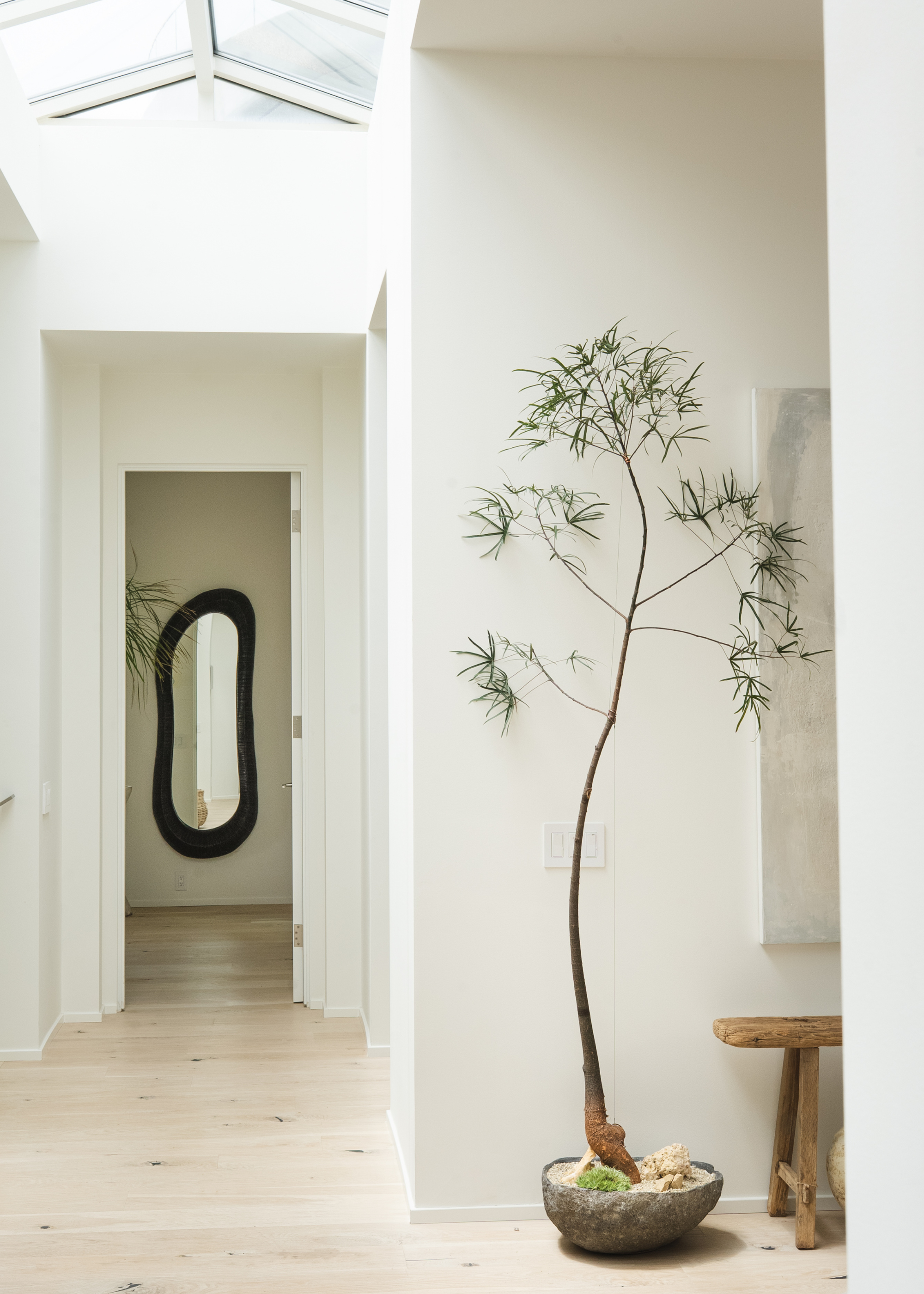 A tall, thin indoor plant in a shallow pot within a modern neutral living space with a large black-framed curved-edged mirror on the wall through the back hallway