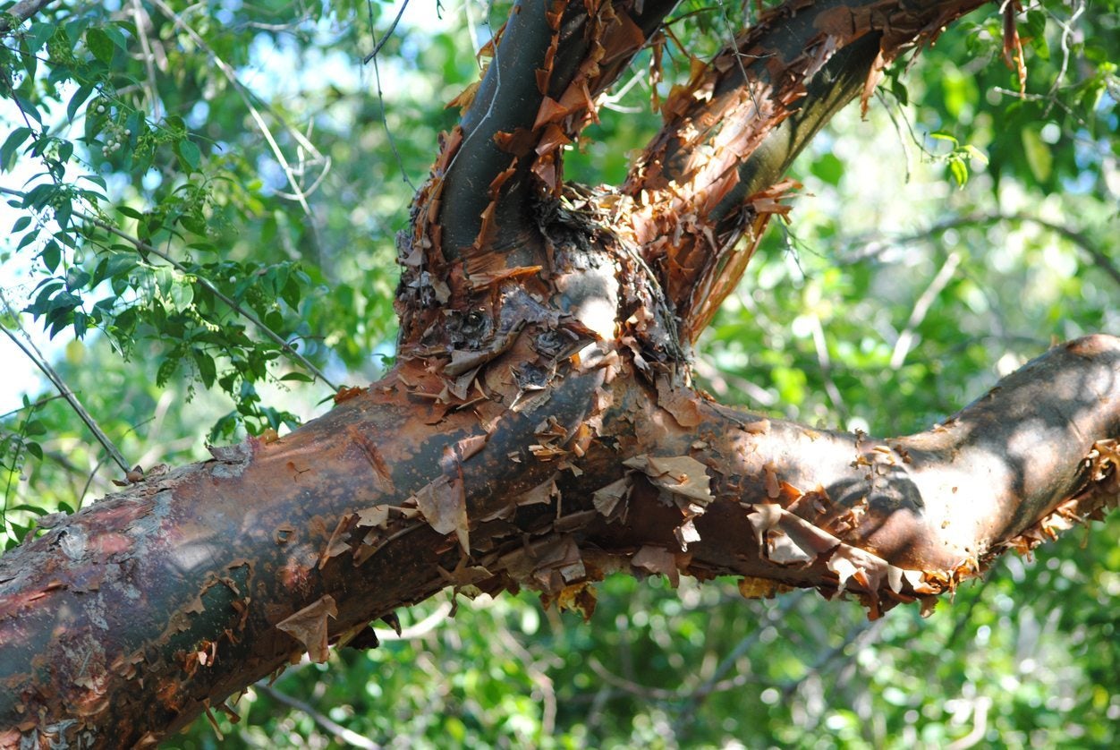 Не выросшее дерево. Лимбо дерево. Gumbo Limbo. Bursera simaruba. Bursera galeottiana.