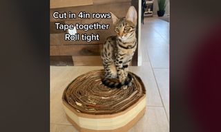 diy cat scratching post