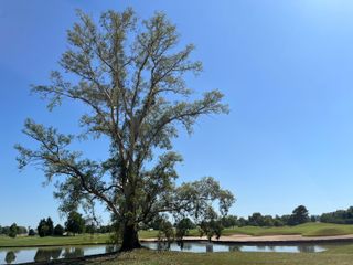 A tree at Pilar Golf Club