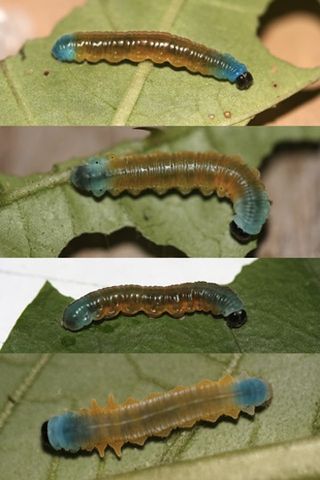 caterpillar mimicry