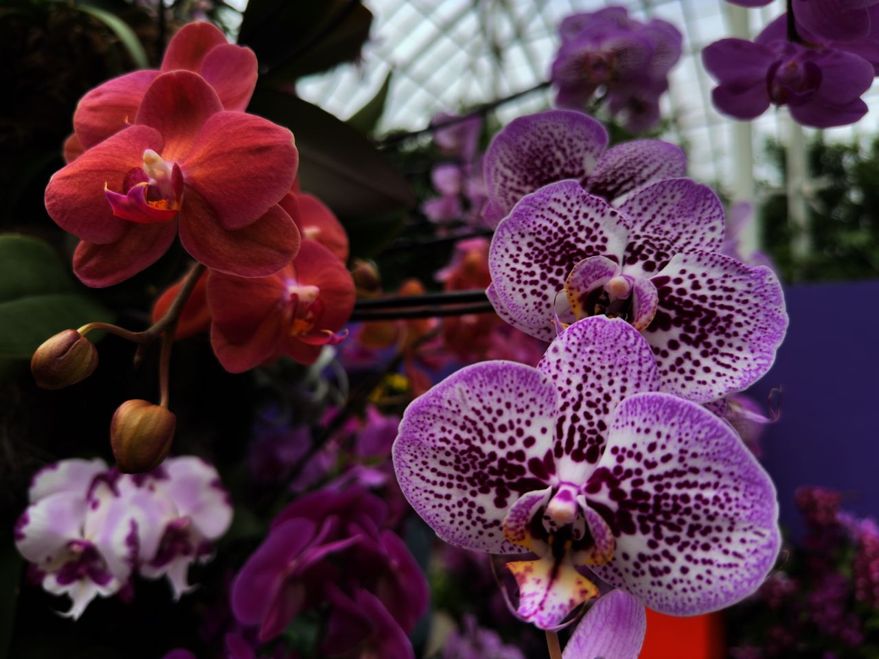 Orchids from the New York Botanical Garden, all photos taken with iPhone 16 Pro