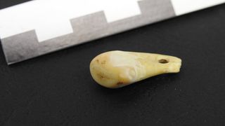 A deer tooth with a hole at its top. It sits on a black background next to a ruler.