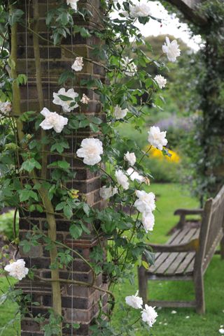 Flowering climber - Rosa ‘Madame Alfred Carrière’