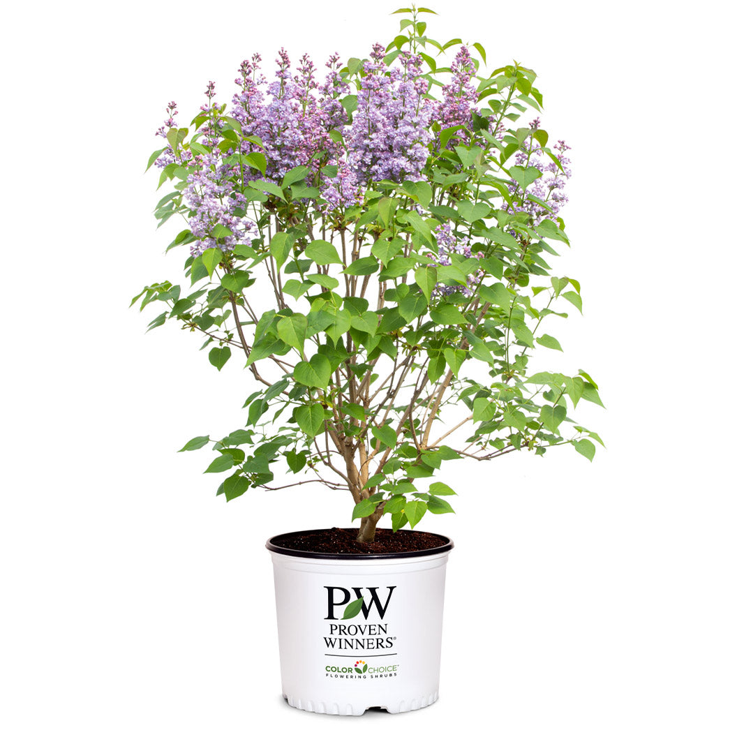 Proven Winners&amp;reg; Scentara&amp;reg; Double Blue Lilac