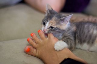 Small kitten bitting a person's little toe