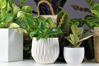 Three houseplants in white pots