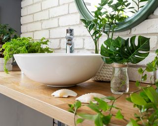 Bathroom countertop with houseplants