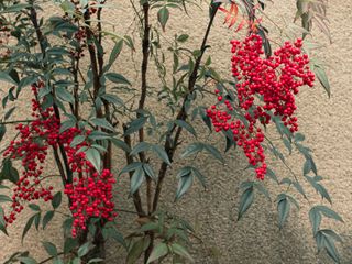 nandina domestica with red berries