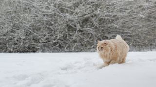 Siberian cat walking in the snow