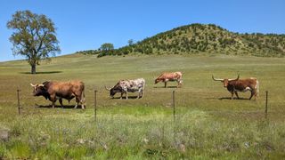 Longhorn cattle on the side of the road in California