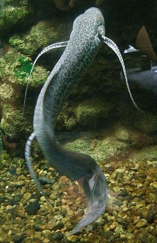 The marbled lungfish's genome is larger than any other known species.