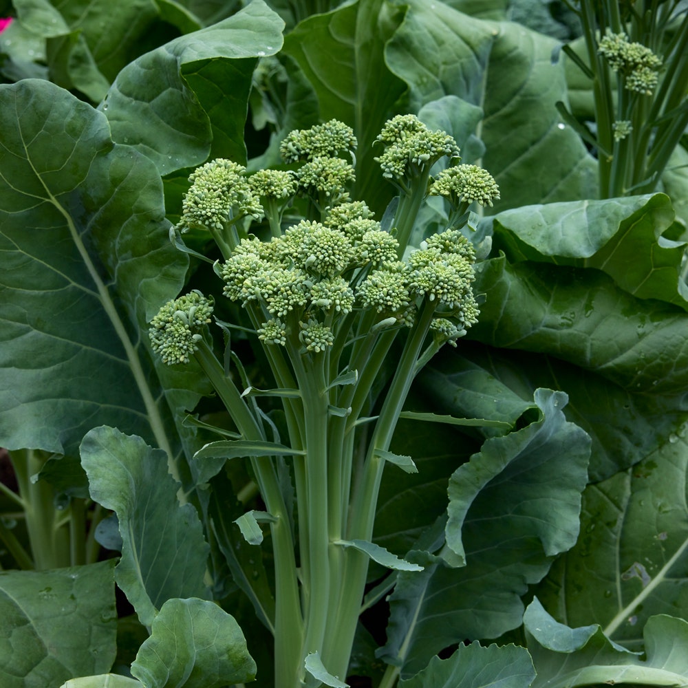Tender Sprout Sprouting Broccoli Seeds &amp;amp; Plant
