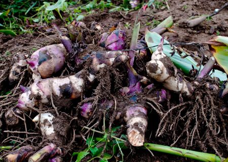 Rotting Canna Rhizome Roots