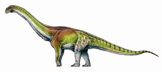 Patagotitan mayorum, an herbivore, is the largest dinosaur on record.