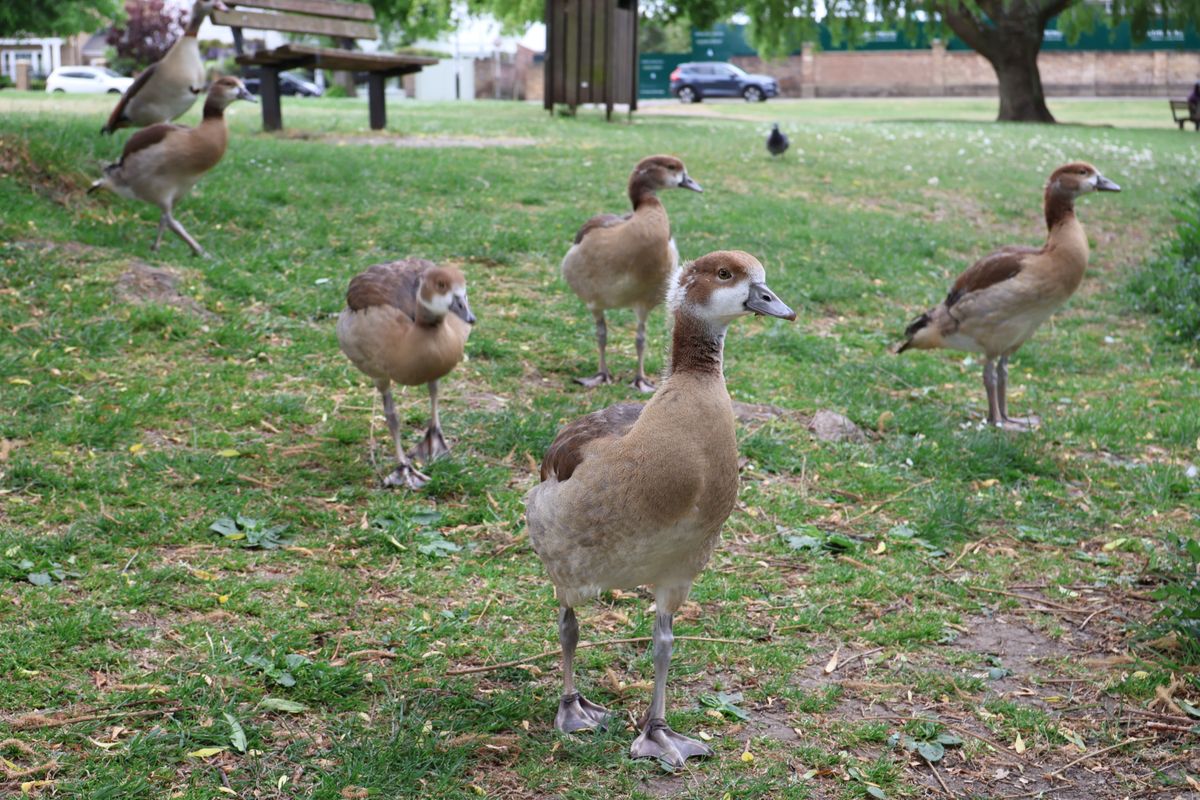 A picture of ducks in a park, taken on the Canon EOS R50 V.