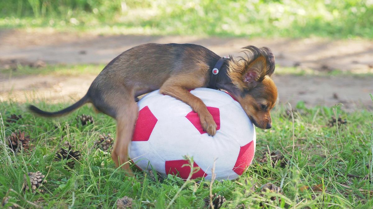 Chihuahua dog humping ball