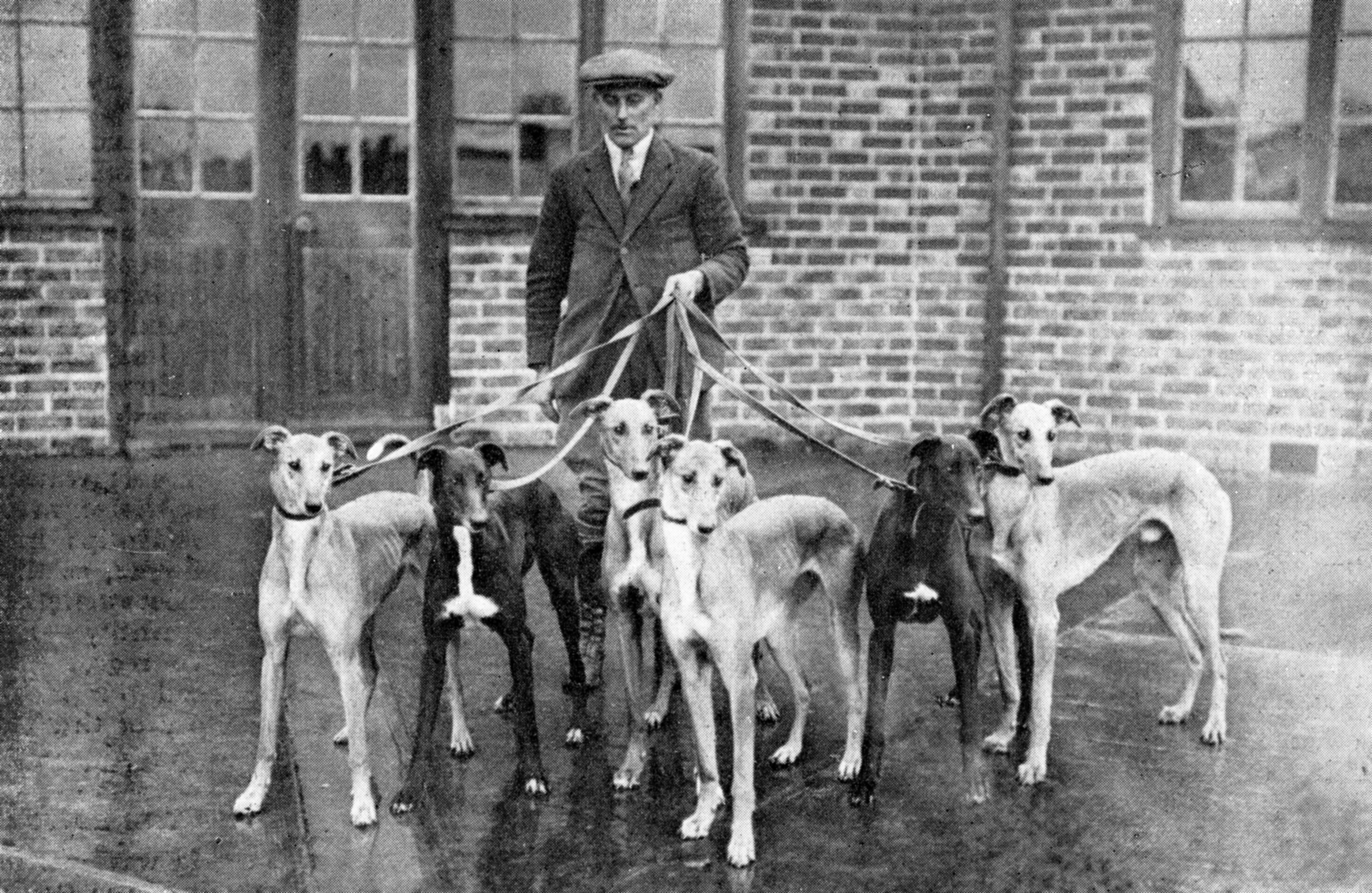 A litter of six greyhound puppies at The Homestall kennels. Pub Orig CL 28/01/1933