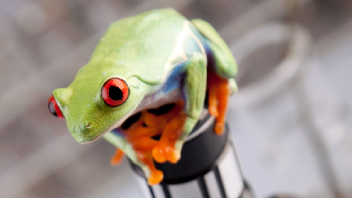 Researchers build 'living robots' using cells scraped from frogs to ...