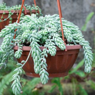 Hanging plant pot of Burro's Tail