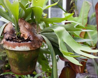 staghorn fern with antler shaped leaves growing healthily