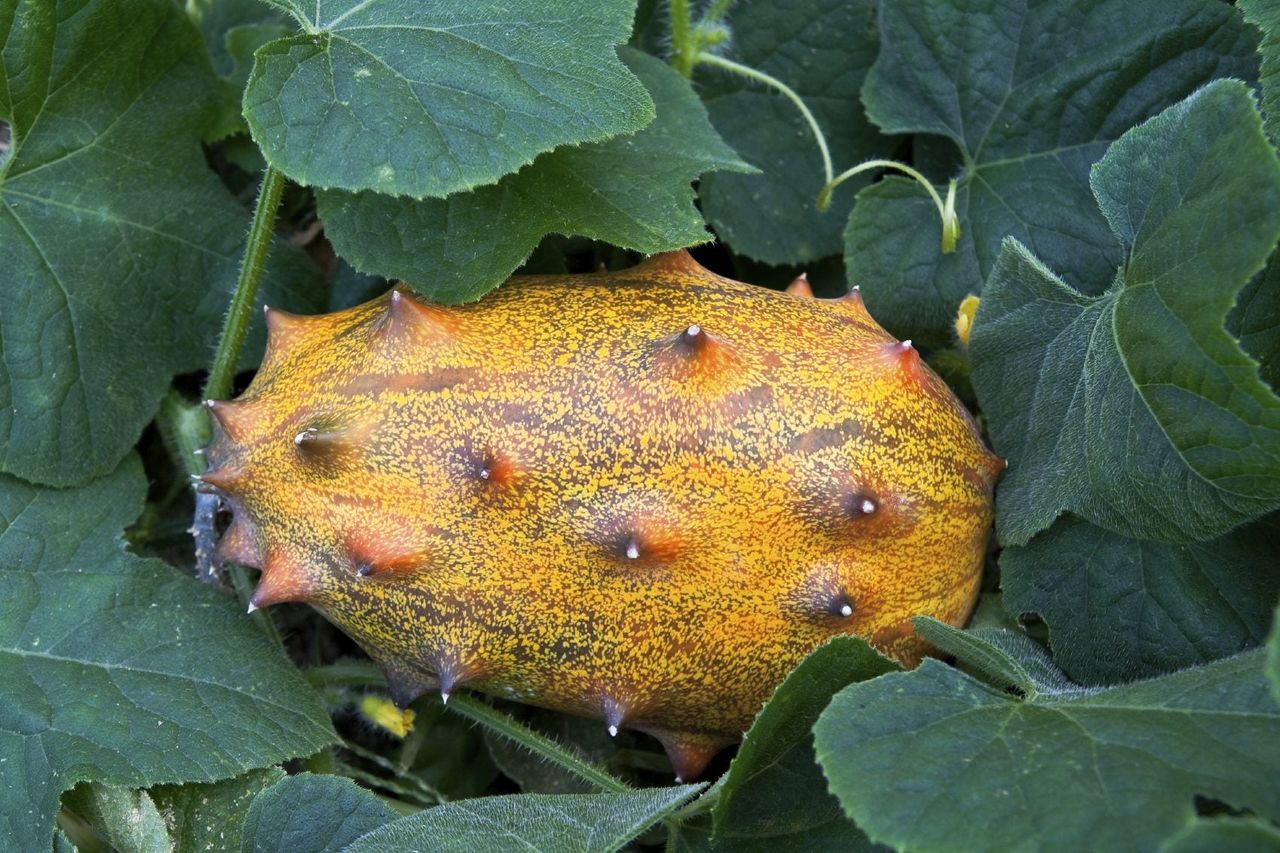 Spiky Kiwano Horned Fruit