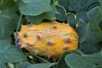 Spiky Kiwano Horned Fruit