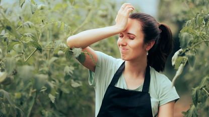 Exasperated gardener puts hand on head