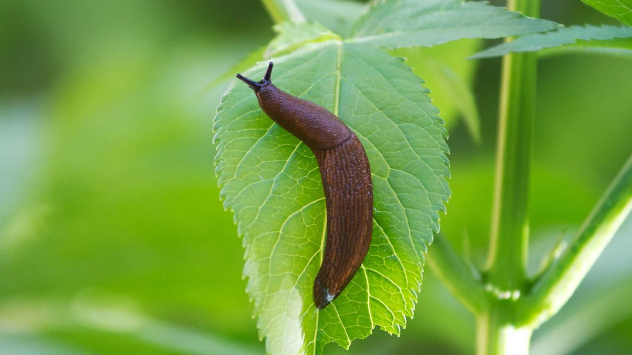 slug on leaf