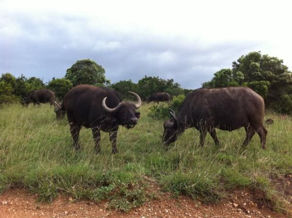 Cape buffalos