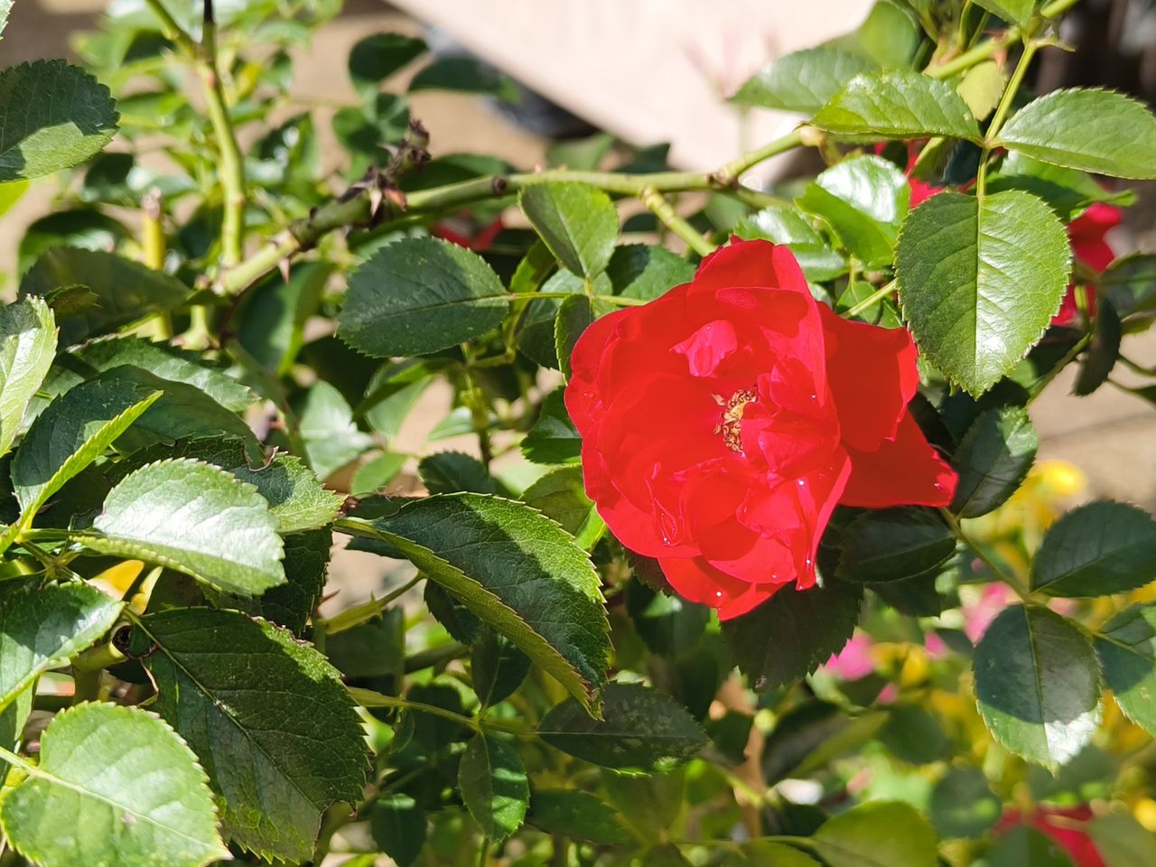 RugOne Xsnap 7 Pro photo examples