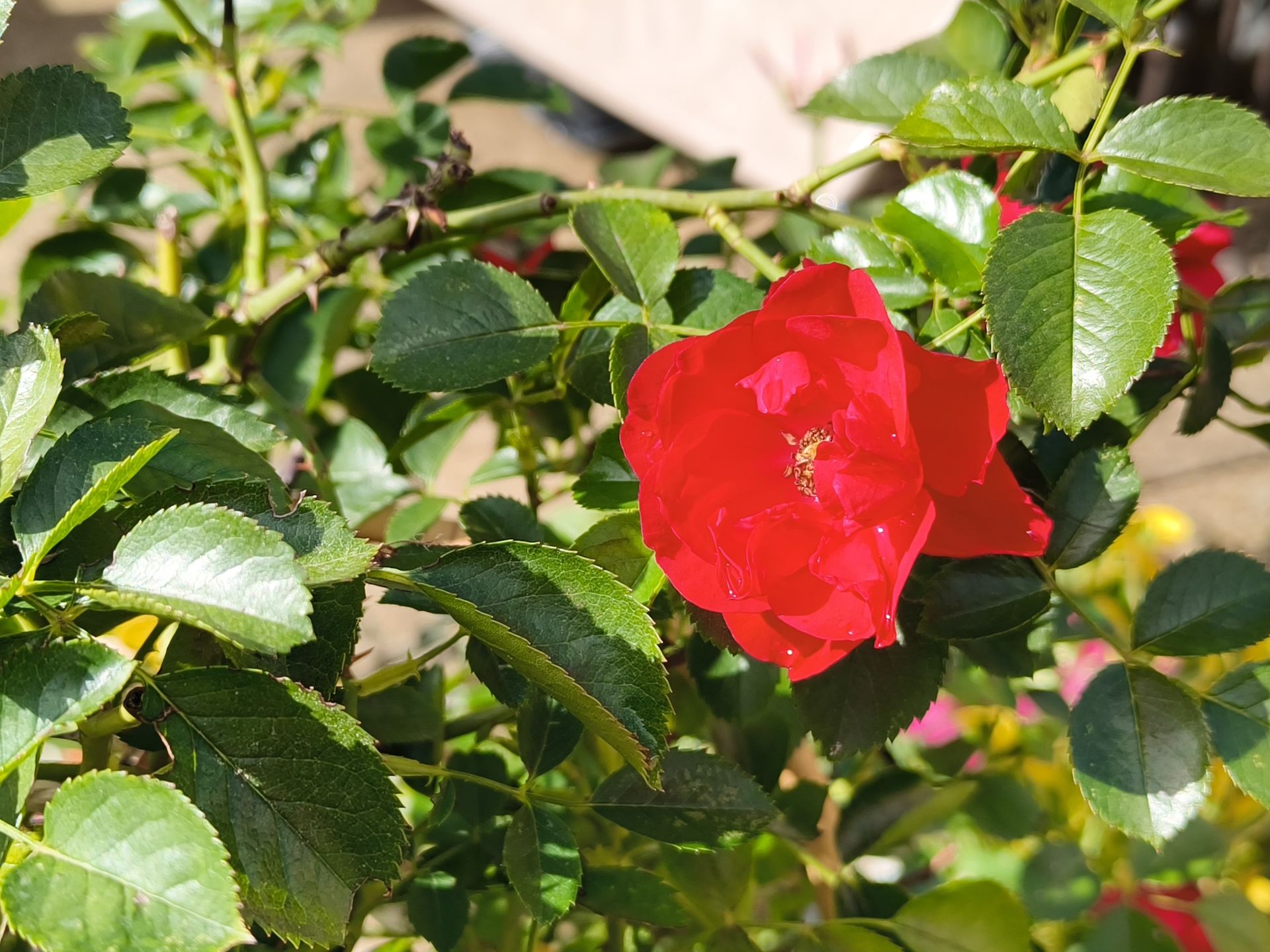 RugOne Xsnap 7 Pro photo examples