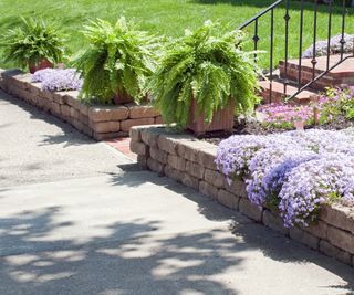 Boston ferns on display