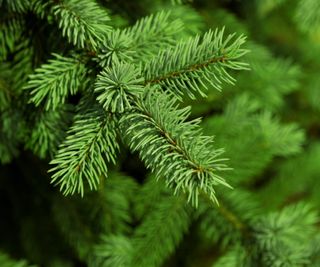 Pine needles