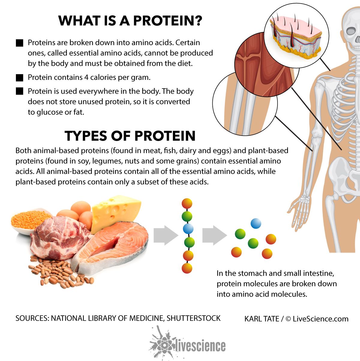 Diet and Weight Loss: The Best Ways to Eat | Live Science