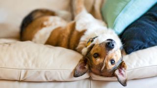 Bed bugs on dogs: dog lying upside down on couch