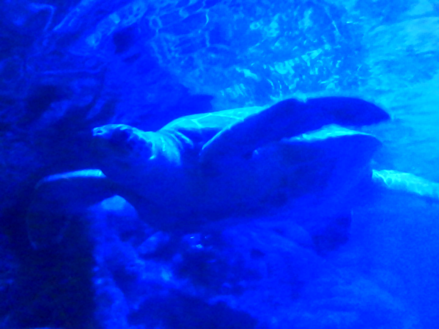 Kodak Charmera sample gallery: a turtle seen from below in an aquarium tunnel