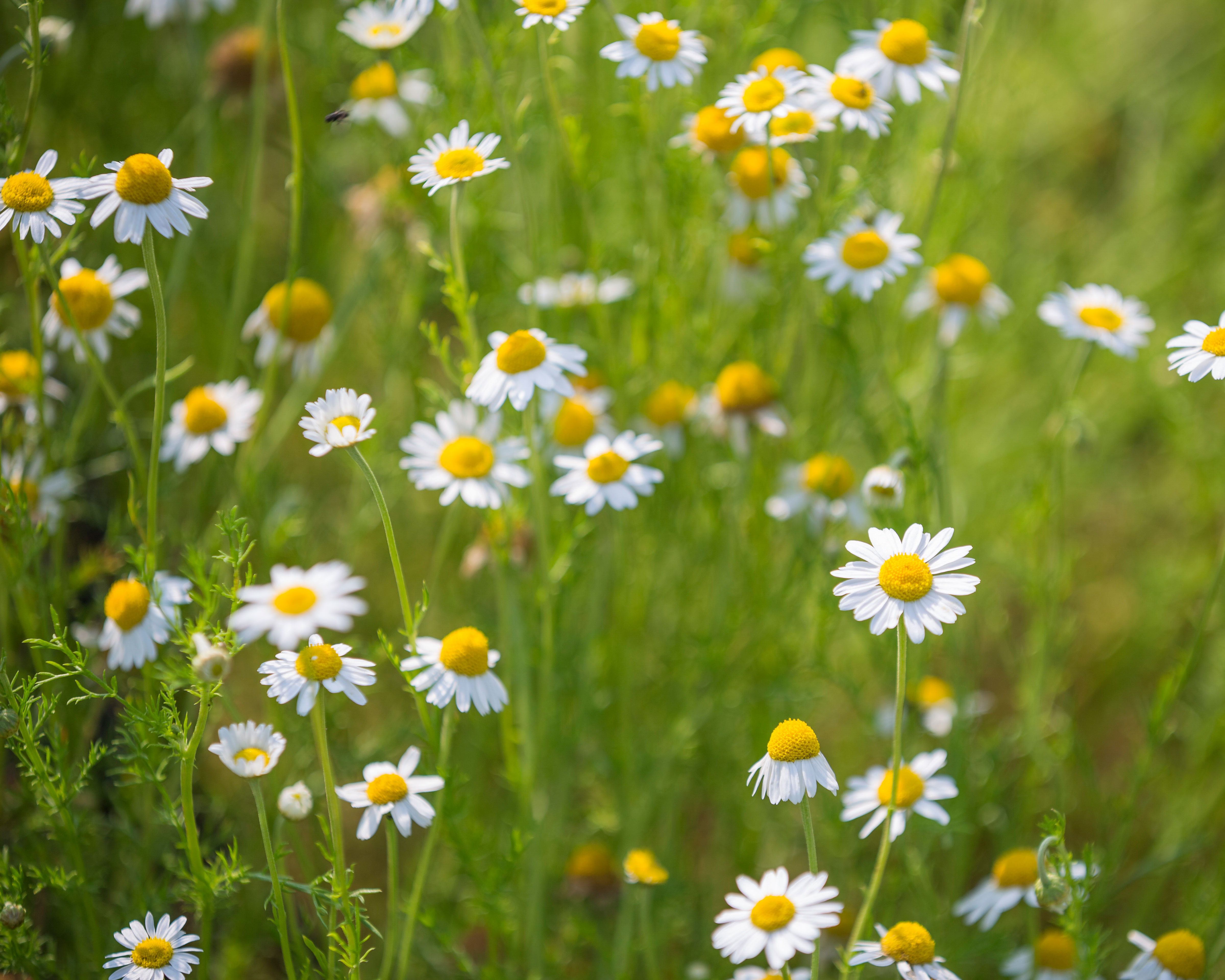 chamomile in the herb garden at Scotney Castle Kent